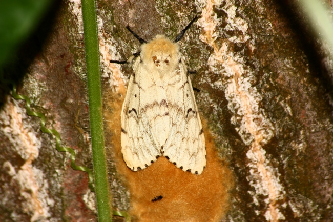 Lymantria dispar